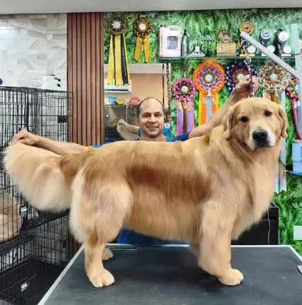 César Porto sorrindo ao lado de um Golden Retriever com pelagem dourada escovada e tosada na tesoura