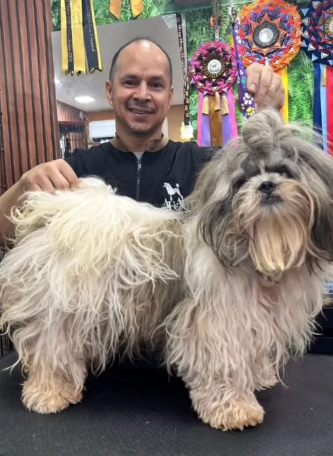 Antes: Shih-tzu com pelagem longa, ressecada e embolada