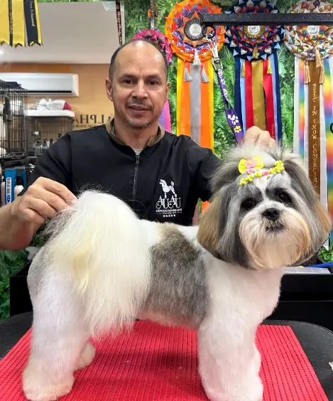 Depois: Shih-tzu com tosa finalizada, pelagem alinhada e laço floral amarelo