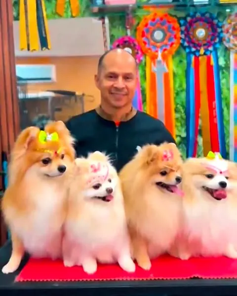César Porto atrás de quatro Spitz Alemães com pelagem volumosa, tiaras e laços, sobre a mesa de tosa vermelha diante da parede de rosetas